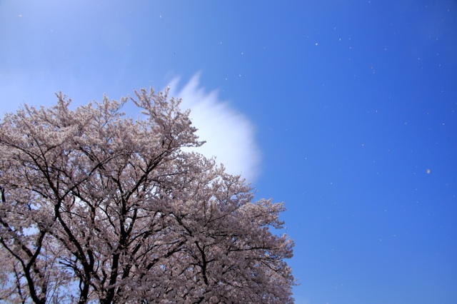 桜吹雪（岐阜市大江川堤の櫻並木）＠兼子嘉次