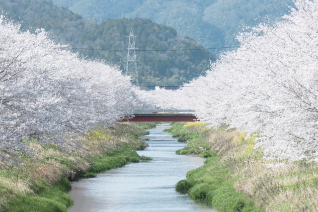 鳥羽川サイクリングロードの桜並木1＠k.watanabe