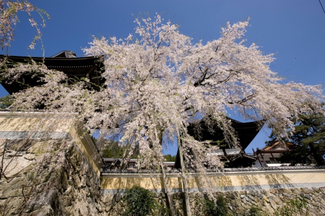 浄福寺の枝垂れ桜13