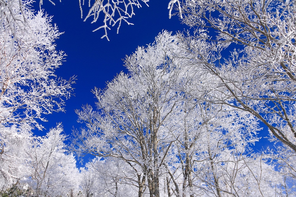 清々しい青空に映える霧氷の森