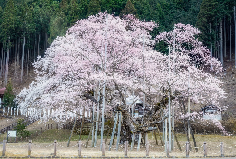 樽見鉄道で行く淡墨桜と、冬の淡墨雪桜。人気の桜スポット！