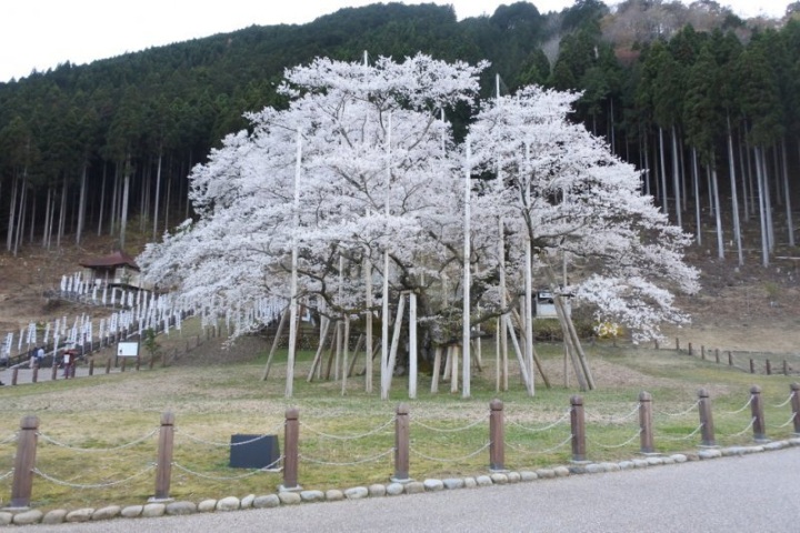 【春の岐阜･西濃】桜を追いかけて...岐阜から淡墨桜へ　春のドライブ旅