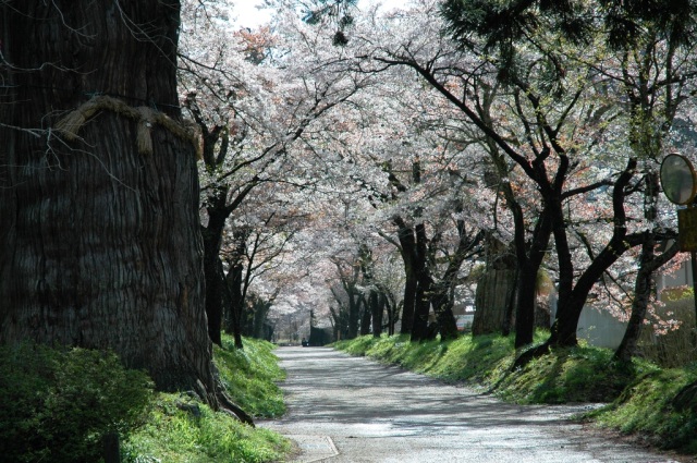明建神社の桜並木