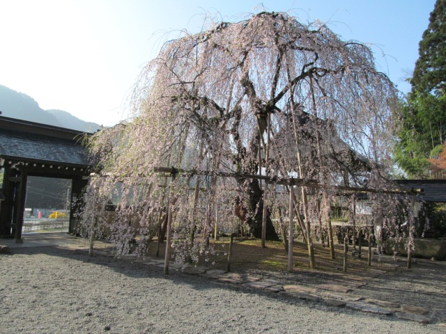 永養寺のしだれ桜　～はぎわら桜めぐり～