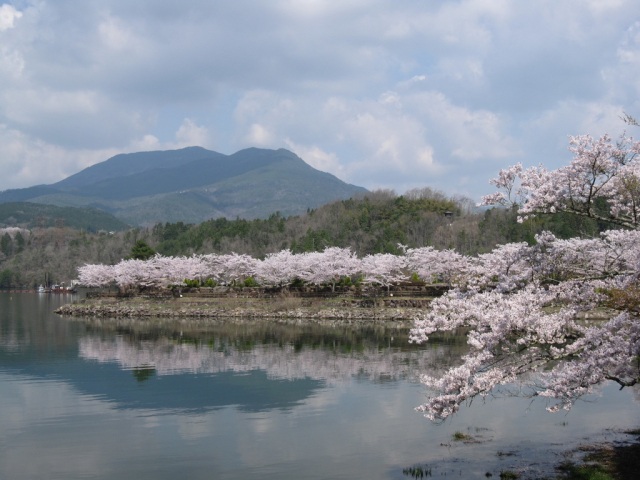 恵那峡さざなみ広場の桜　