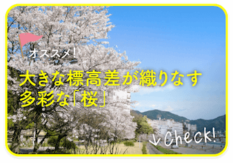 岐阜県飛騨地域の大きな標高差と寒暖差によって、長期間多彩な桜をお楽しみいただけます。