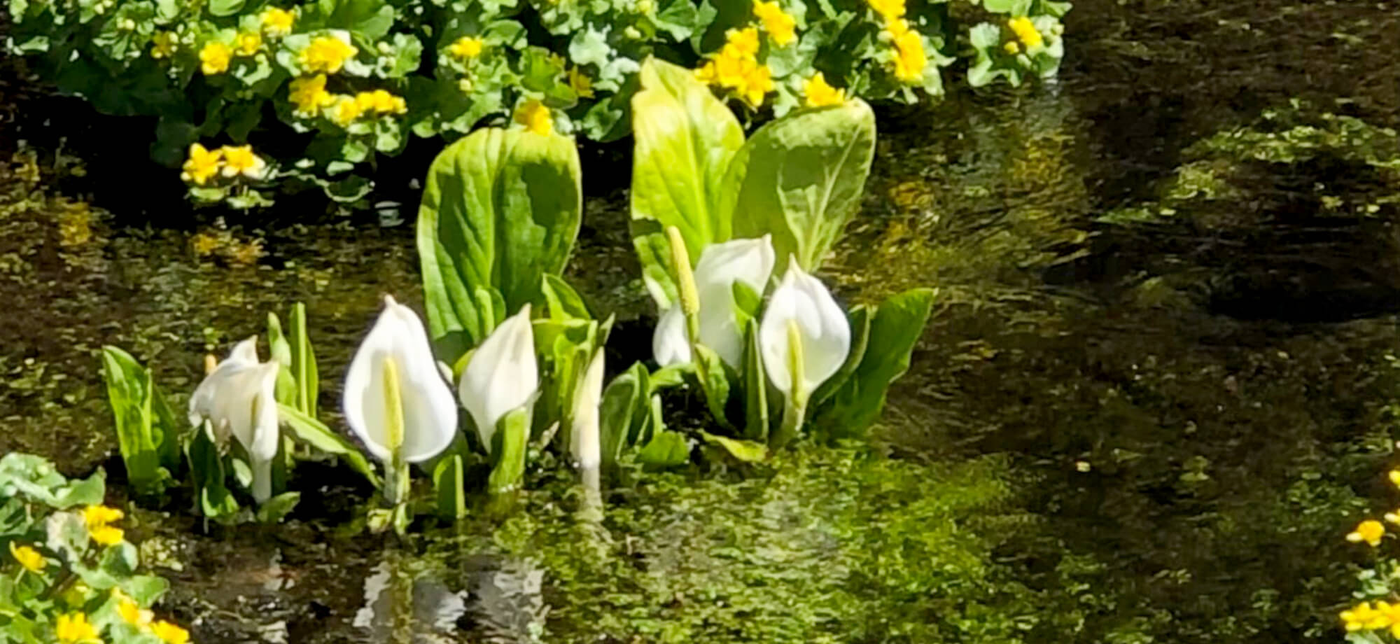 岐阜の宝ものに認定された、飛騨古川にある池ケ原湿原です。春は一面に咲くミズバショウが見頃です。
