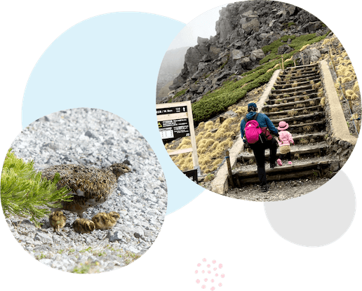 絶滅危惧種でもあるライチョウの写真です。整備されている登山道に親子が歩いています。