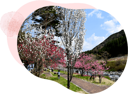 下呂市のはなもも街道は白やピンクが綺麗です。