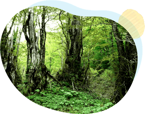 岐阜の宝ものに認定されている天生県立自然公園は、飛騨市と白川村の境にあります。