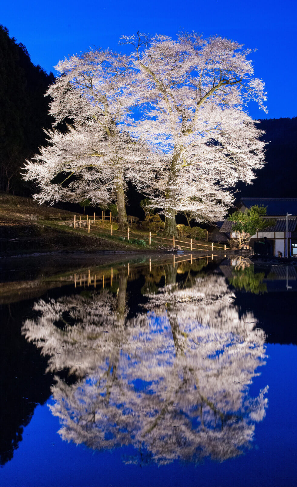 岐阜県下呂市にある苗代桜は、目の前にある水面にうつる姿も合わせて楽しめます。
