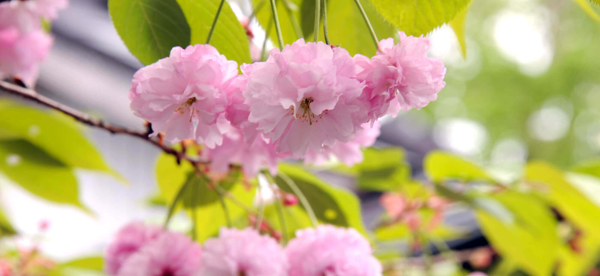 白川郷にあるおおた桜は、花弁の数90枚以上、雌しべ15～20本の珍種です。