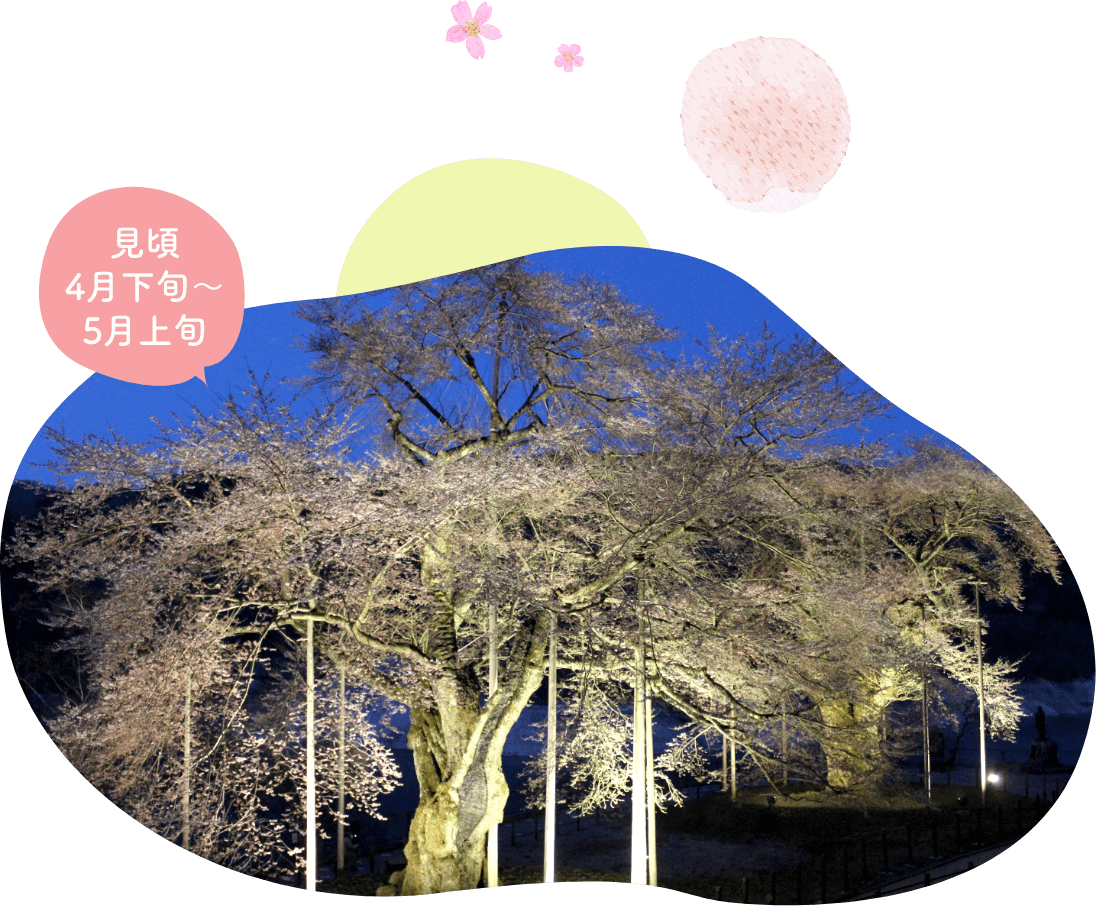 飛騨高山にある荘川桜は、4月下旬から5月上旬が見頃です。