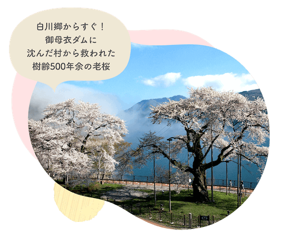 飛騨高山にある荘川桜は、白川郷からすぐ近くで、御母衣ダムに沈んだ村から救われた樹齢500年余の老桜です。