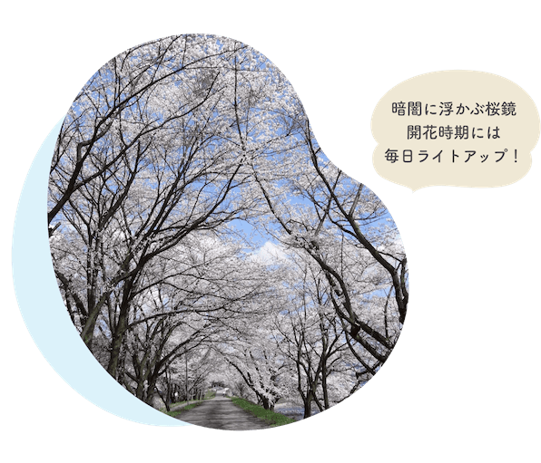 飛騨古川にある御所桜は、4月中下旬が見頃です。
