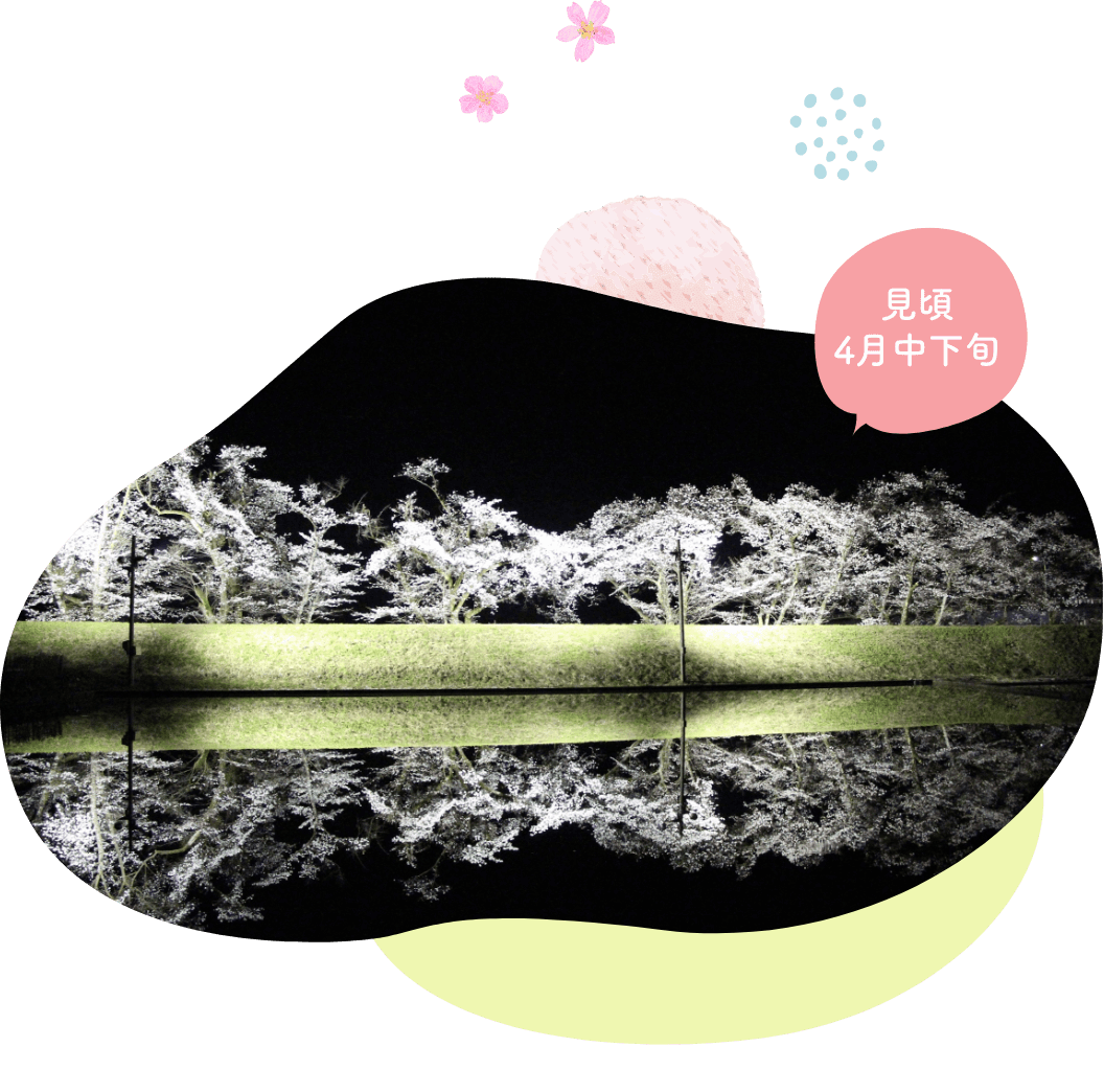 飛騨古川にある御所桜は、開花時期には毎日ライトアップされており、暗闇に浮かぶ桜鏡は必見です。