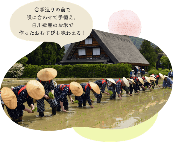 岐阜県白川郷で行われる田植え祭りです。傘をかぶった人たちが横一列に並び、田植えをしています。