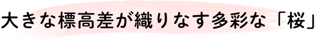 岐阜県飛騨地域の大きな標高差が織りなす多彩な桜の紹介です。