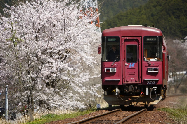 長良川鉄道（春）１