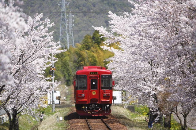長良川鉄道（春）２