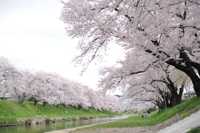 新境川堤の桜2
