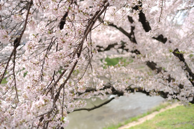 新境川堤の桜3