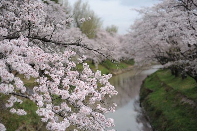 新境川堤の桜4