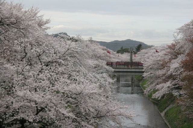 新境川堤の桜8