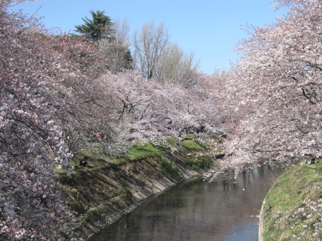 新境川堤の桜10