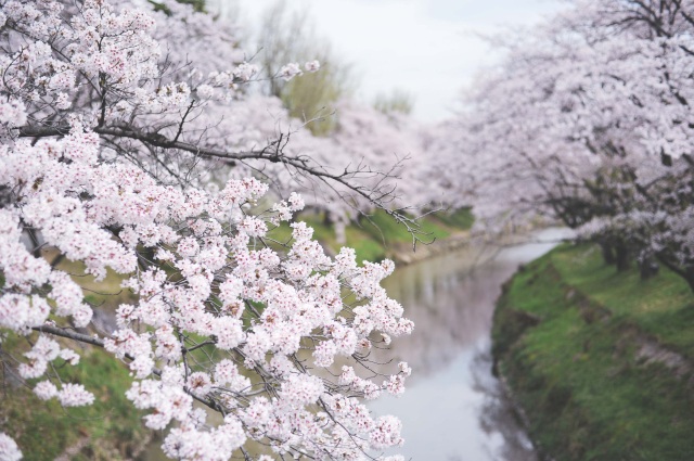 新境川堤の桜12