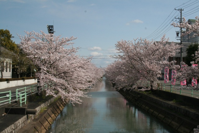 中江川の桜