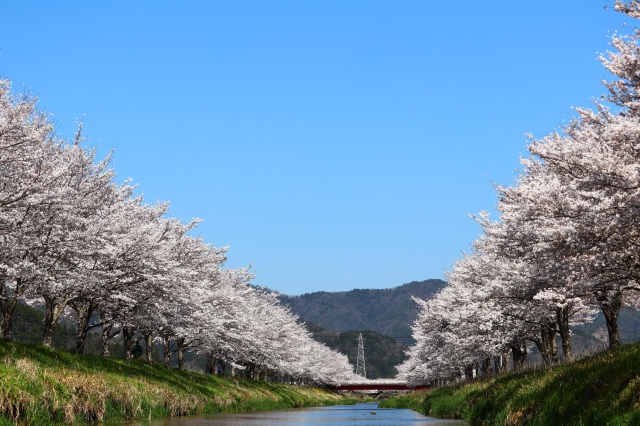 鳥羽川サイクリングロードの桜