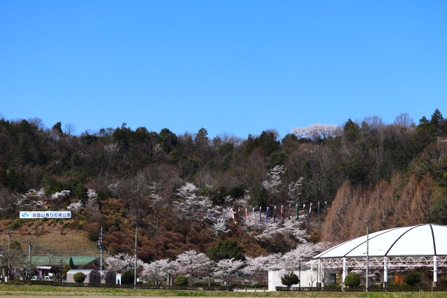 四国山香りの森公園の桜