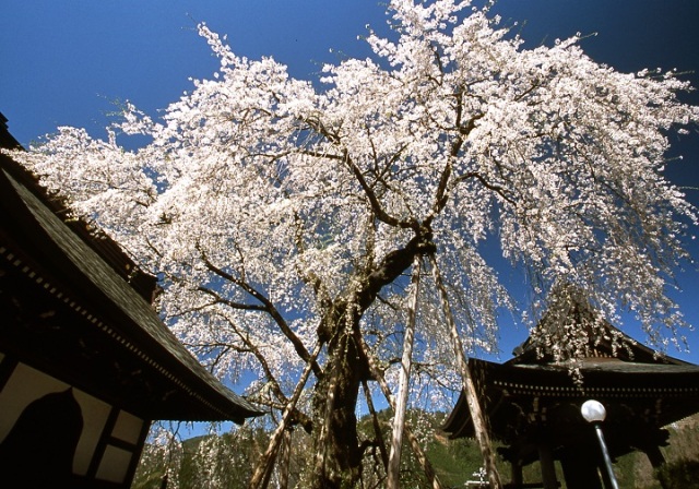 浄福寺の桜