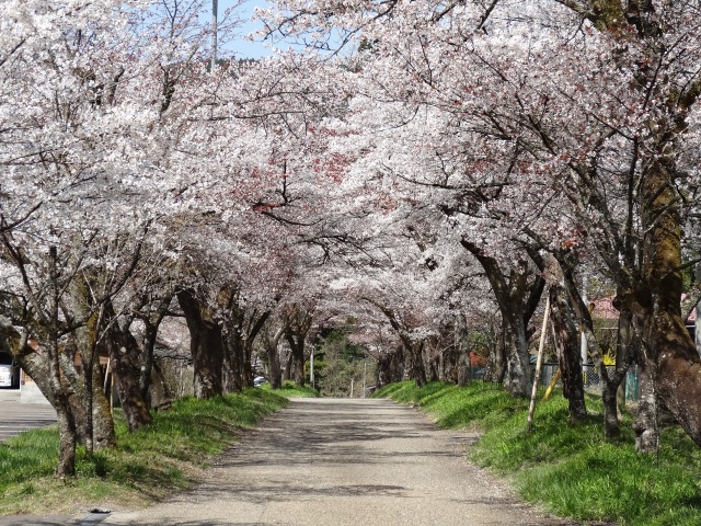明建神社の桜並木
