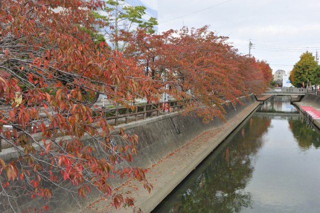 水門川沿いの紅葉１