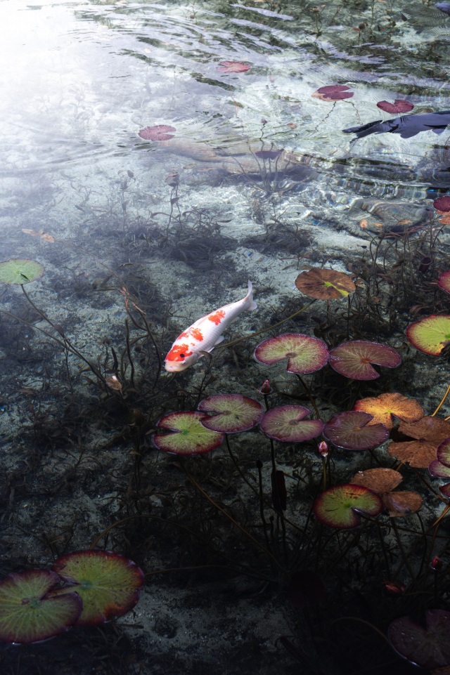名も無き鯉（モネの池）＠Yusuke Iwata