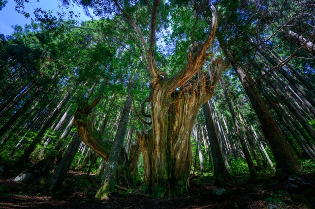 株杉（21世紀の森公園）＠Yuta.Kawahara