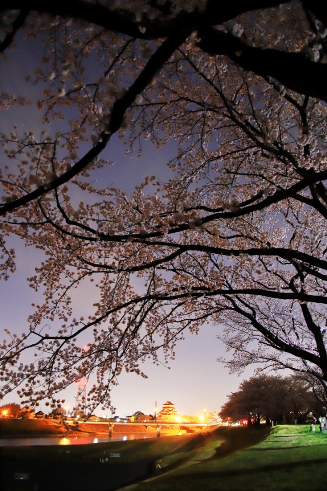 夜桜と墨俣城＠兼子嘉次