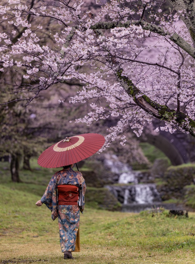 桜の谷（霞間ヶ渓公園）＠古川博(hiro.f35)