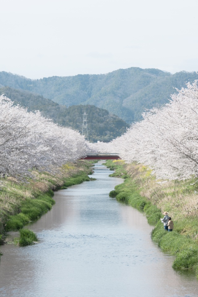 鳥羽川サイクリングロードの桜並木2＠k.watanabe