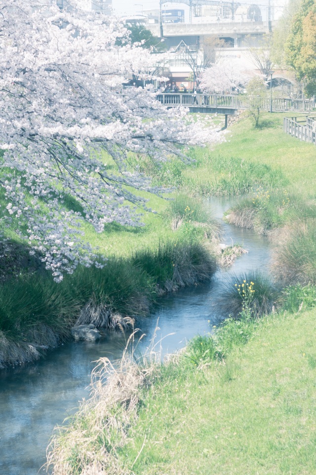 清水緑地の桜1（岐阜市）＠k.watanabe