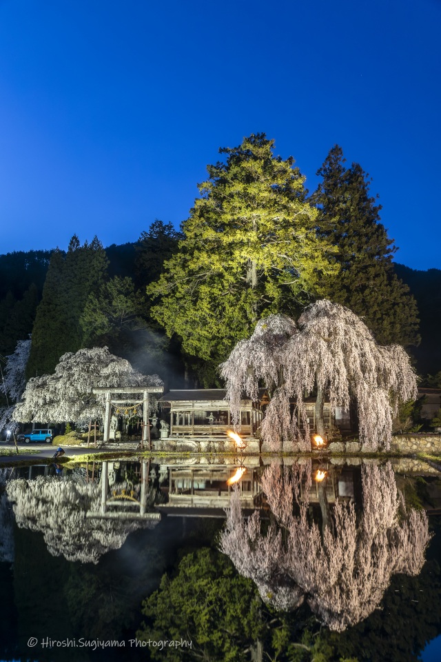 夜桜と篝火（高山市・朝日町の青屋神明神社）＠HIROSHI SUGIYAMA