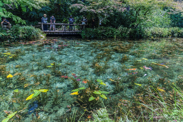 モネの池（名もなき池）＠HIROSHI SUGIYAMA