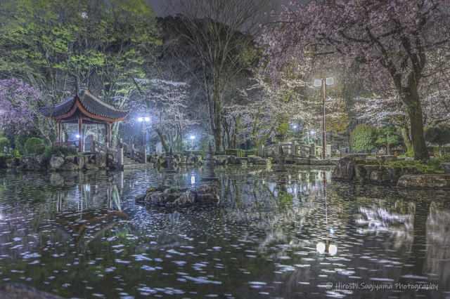 桜散る夜に（御手洗公園内日中友好庭園）＠HIROSHI SUGIYAMA