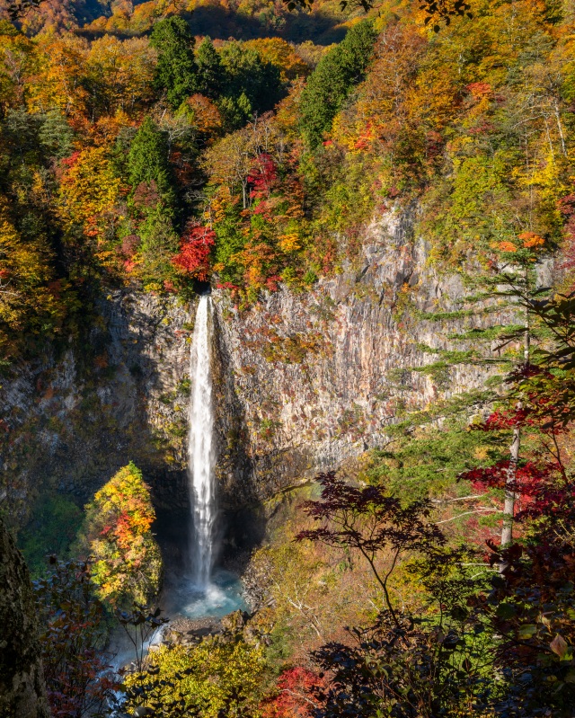 紅葉に流れる滝（白川村・白水の滝）＠takataro0720