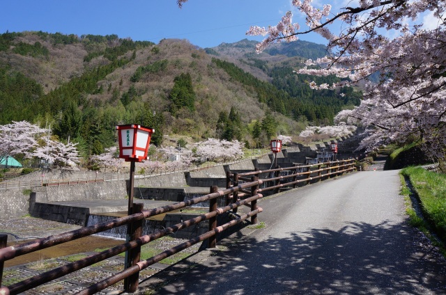 栃尾温泉桜まつり２