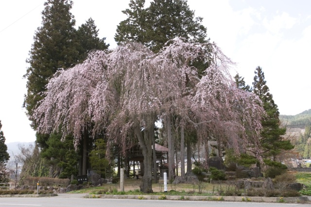 薬師堂の枝垂れ桜１