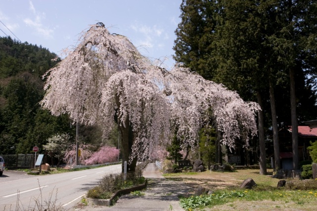 薬師堂の枝垂れ桜10