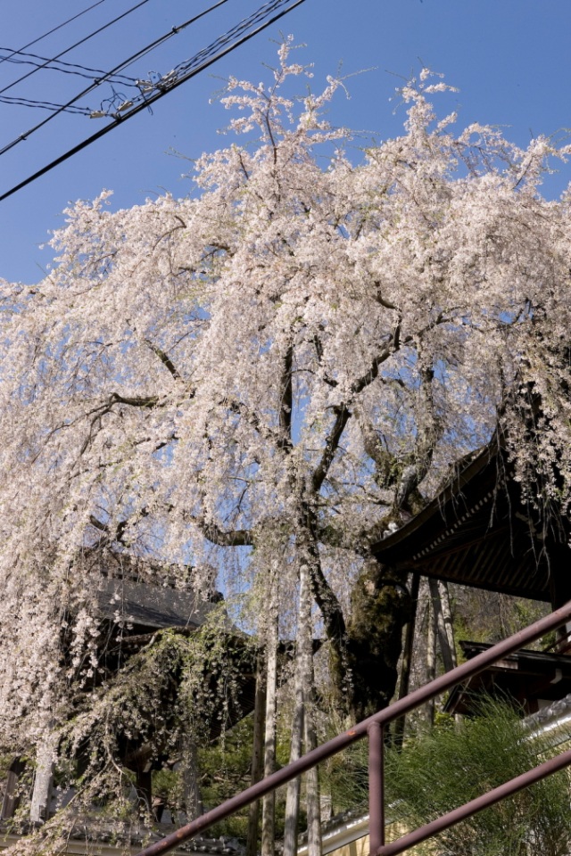 浄福寺の枝垂れ桜２